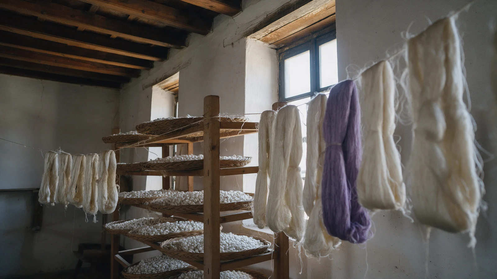 Inside an old room with wooden beams, woven trays of white silk cocoons on a wooden rack, skeins of raw silk and one violet skein hanging by a window