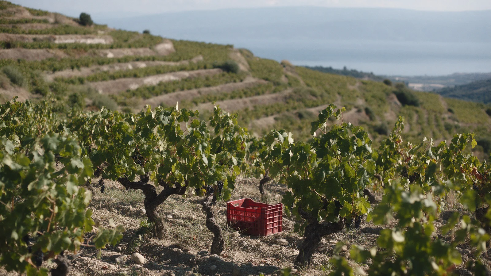 Terraced hillside vineyards of low gnarled vines with small dark grape bunches, a red picking crate between the rows, a gulf and far shore behind